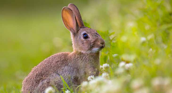 Kleiner brauner Hase sitzt im grünen Gras neben weißen Blumen